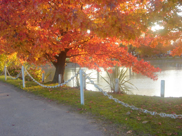 liquidambar, arbol rojo Óleo Lienzo Paisaje