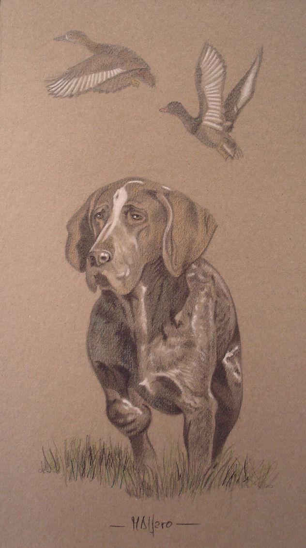 Perro perdiguero de Burgos II