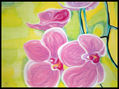 Orquídeas