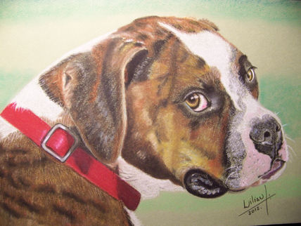 Perro Boxer