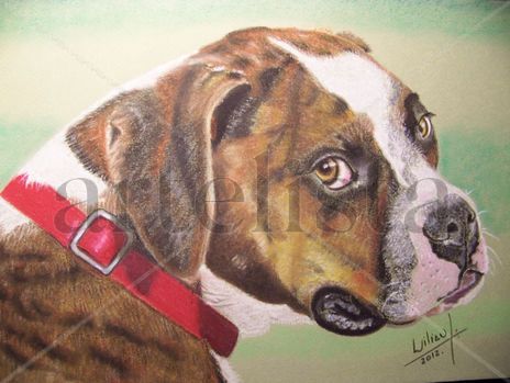 Perro Boxer