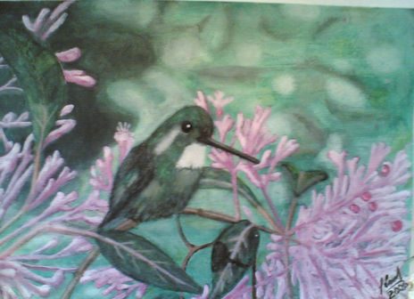 Colibri