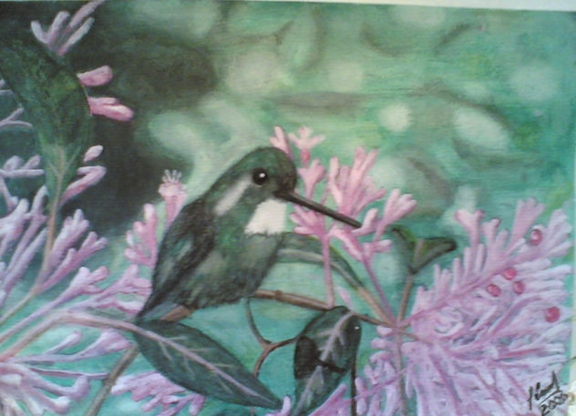 Colibri
