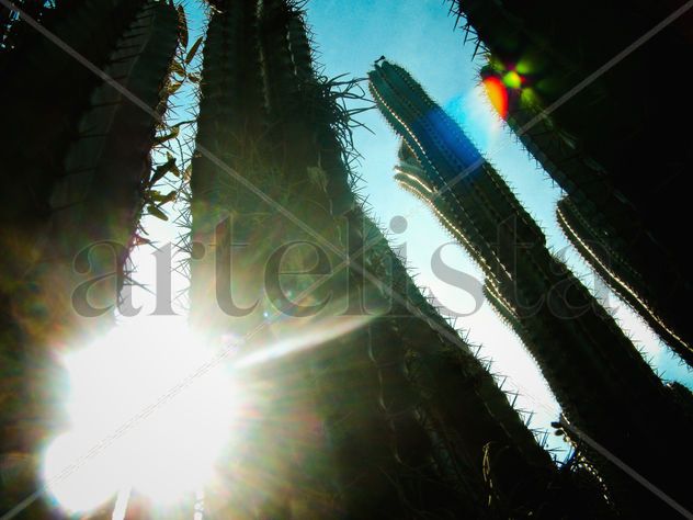 "XERÓFILAS BELLEZAS"