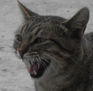 gato feral