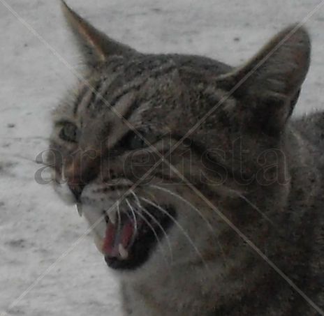 Gato feral