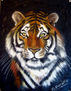 TIGRE