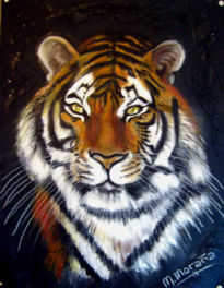 Tigre