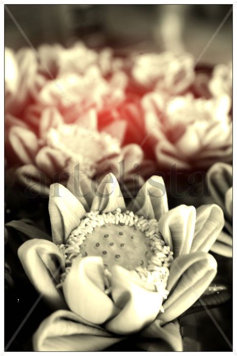 Lotus