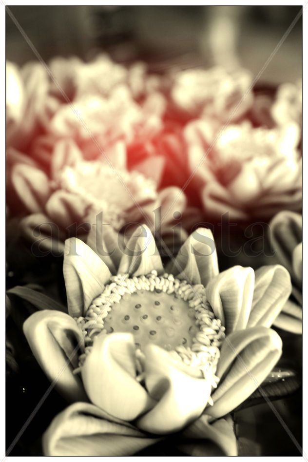 Lotus
