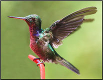 Colibri