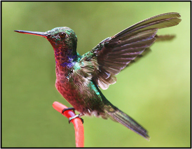 Colibri 