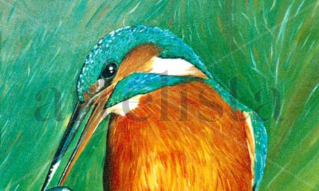 Aves