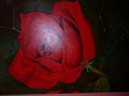 rosas rojas