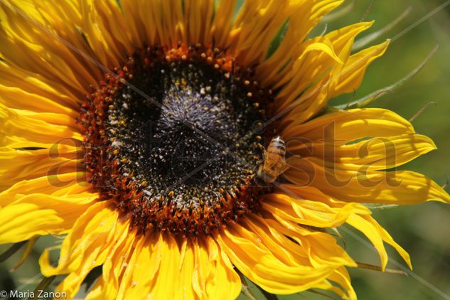 El Girasol Naturaleza Color (Digital)