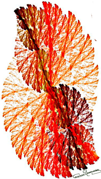 Corales   rojos