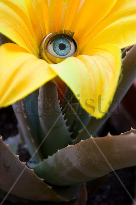 La flor de los amantes