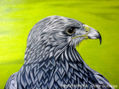 AGUILA