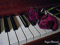 Piano con rosas deshidratadas,1.