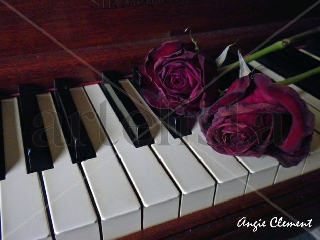 Piano con rosas deshidratadas,1.