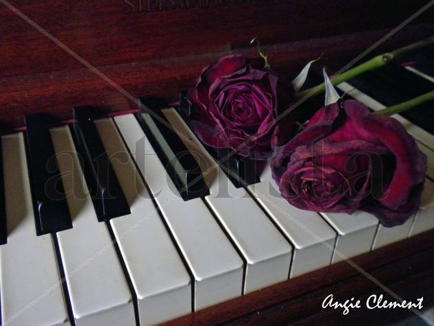 Piano con rosas deshidratadas,1. Arquitectura e interiorismo Color (Digital)