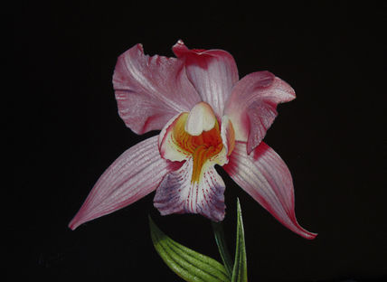 37-orquídea