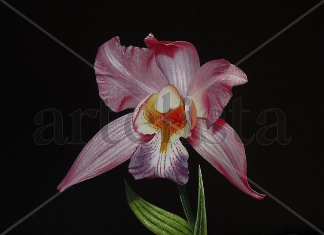 37-ORQUÍDEA Oil Panel Floral Painting