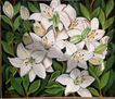 white lilies