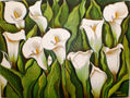 white calla lilies