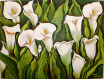 White calla lilies