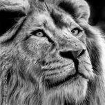 animales thumbnail 2
