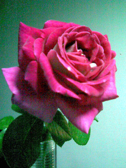 solo una rosa Nature Color (Digital)