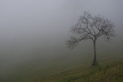 Soledad