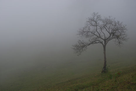 Soledad