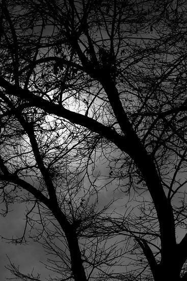 arbol en pnumbraa Nature Black and White (Digital)