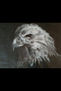 aguila