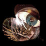 "Corazon fantasia-realidad  (Fantasy-reality heart)"