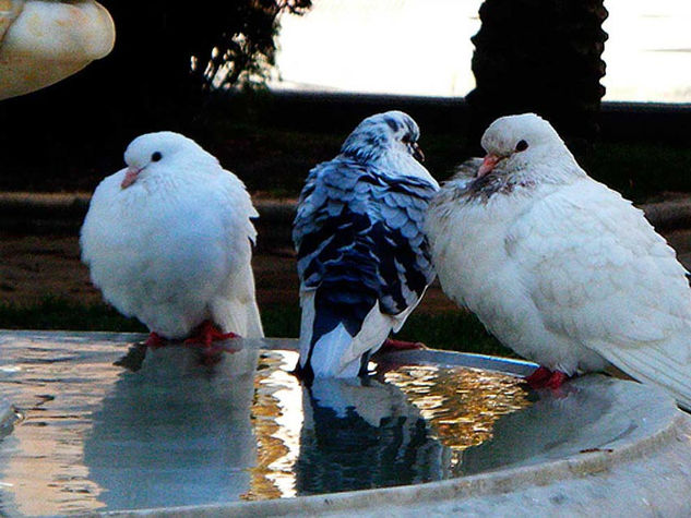 Belleza en la fuente (Beauty in the fountain) Naturaleza Color (Digital)