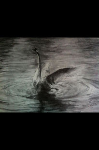 Cisne