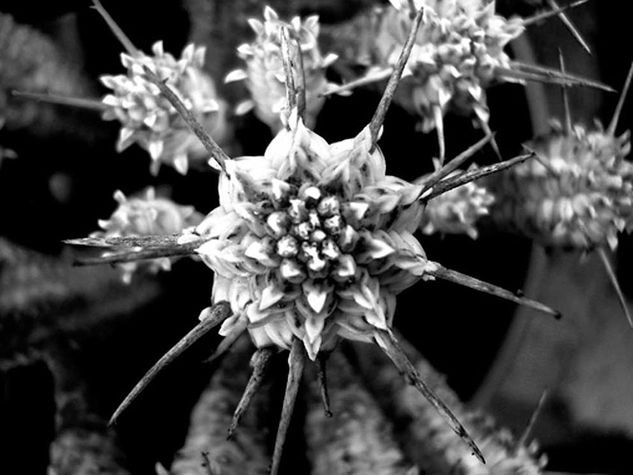 Las espinas de la vida (The thorns of life) Naturaleza Blanco y Negro (Digital)