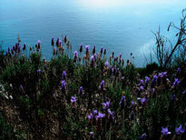 Flores de lavanda...