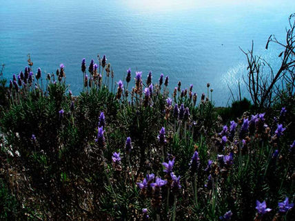 Flores de lavanda...