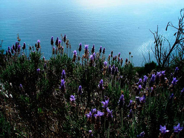 Flores de lavanda (lavander flowers) Naturaleza Color (Digital)