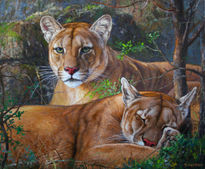 Pareja de pumas.