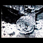 Grabados (Etchings of nature) thumbnail 2