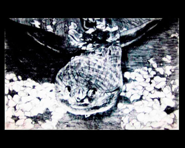 Sabia tortuga (Intelligent turtle) Aquatint