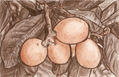 a 09