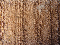 Textuta
