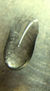 gota