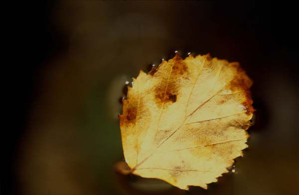 Linda soledad Naturaleza Color (Química)